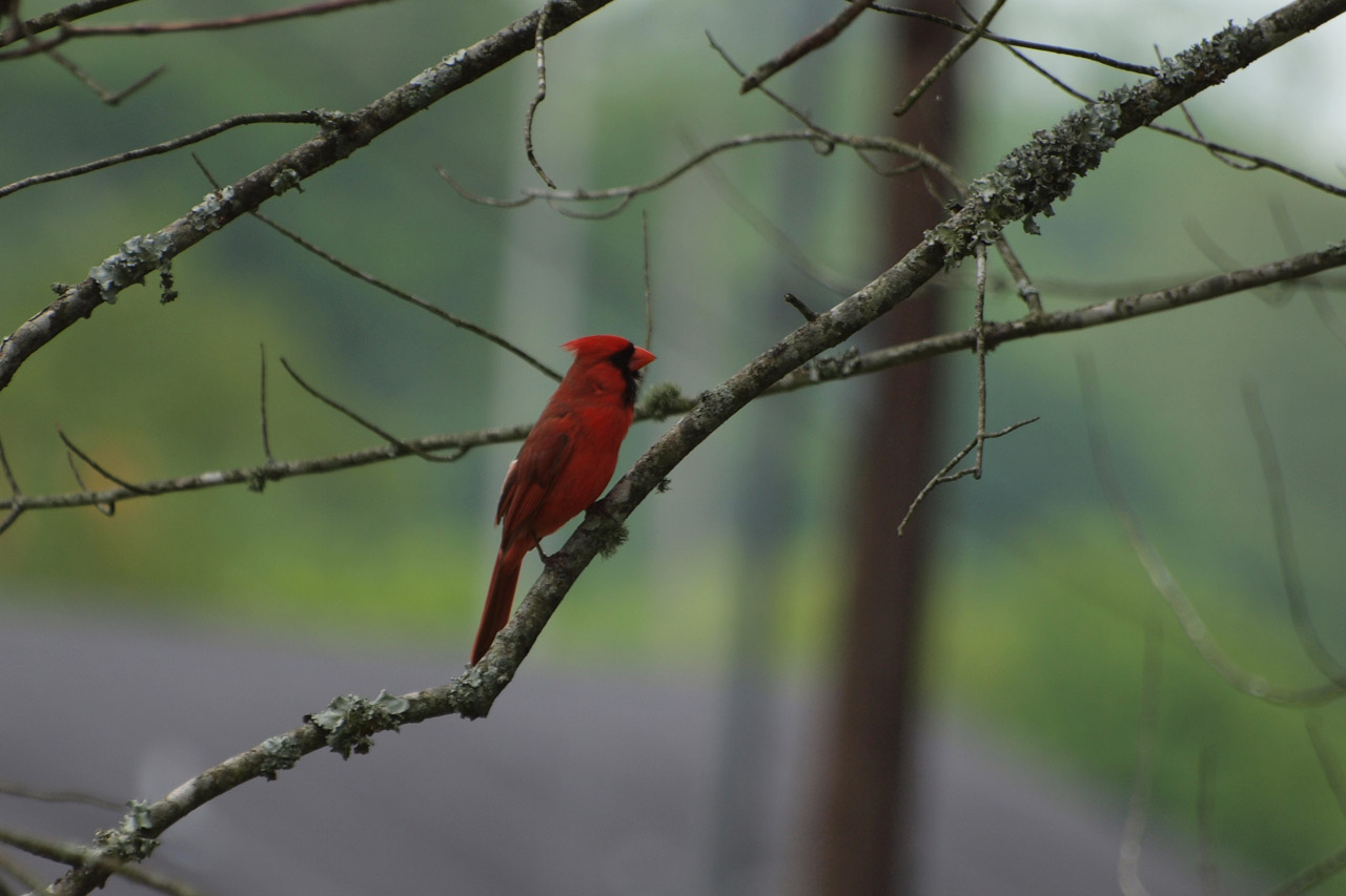 cardinal birds north free photo