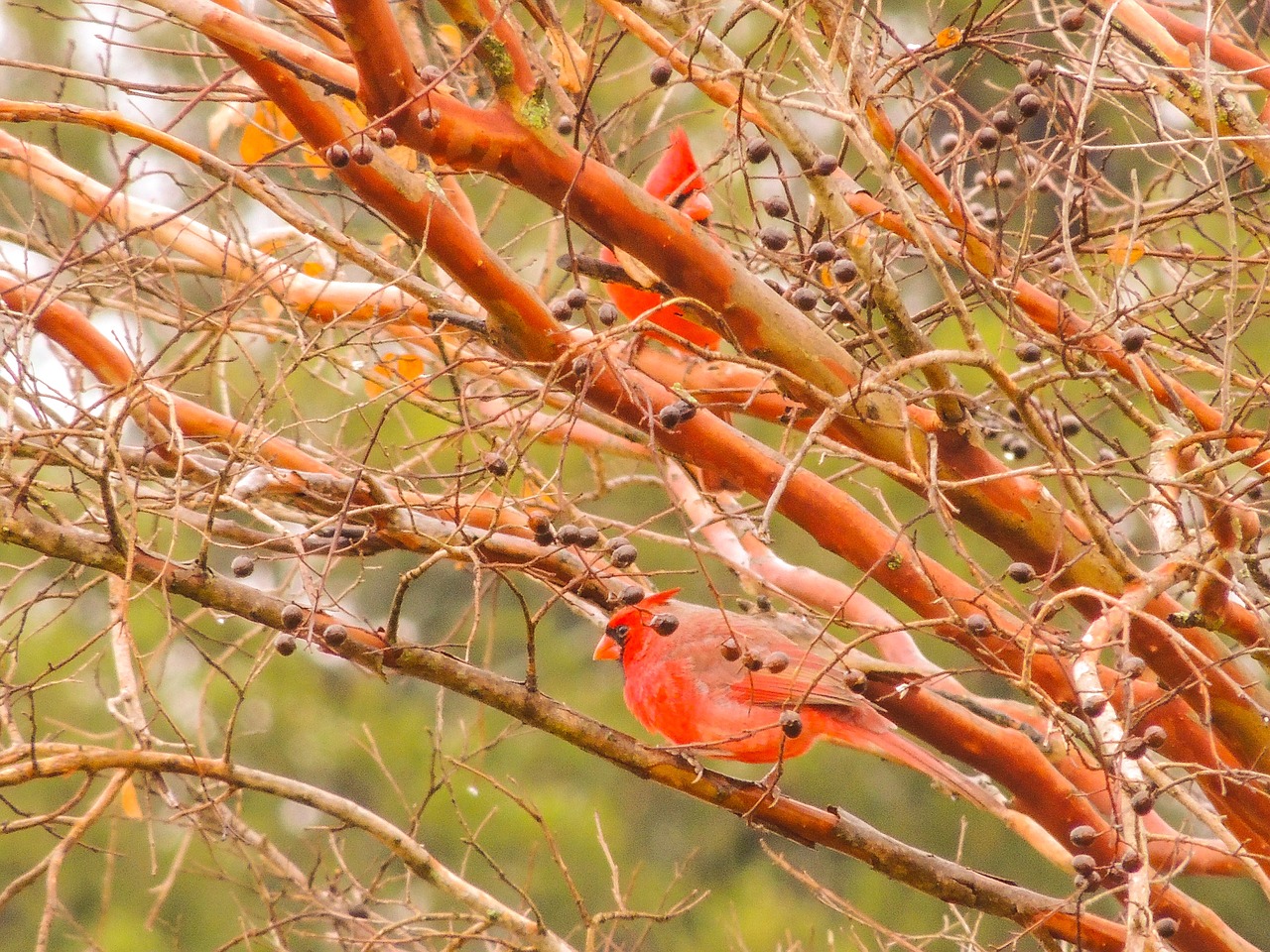 northern cardinals winter landscape free photo
