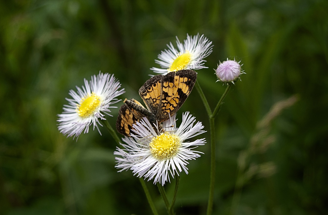 northern cresent butterfly butterfly pollenate free photo