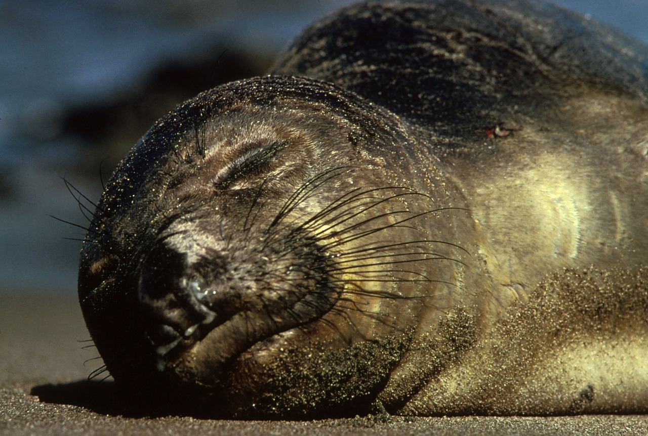 northern elephant seal animal wildlife free photo
