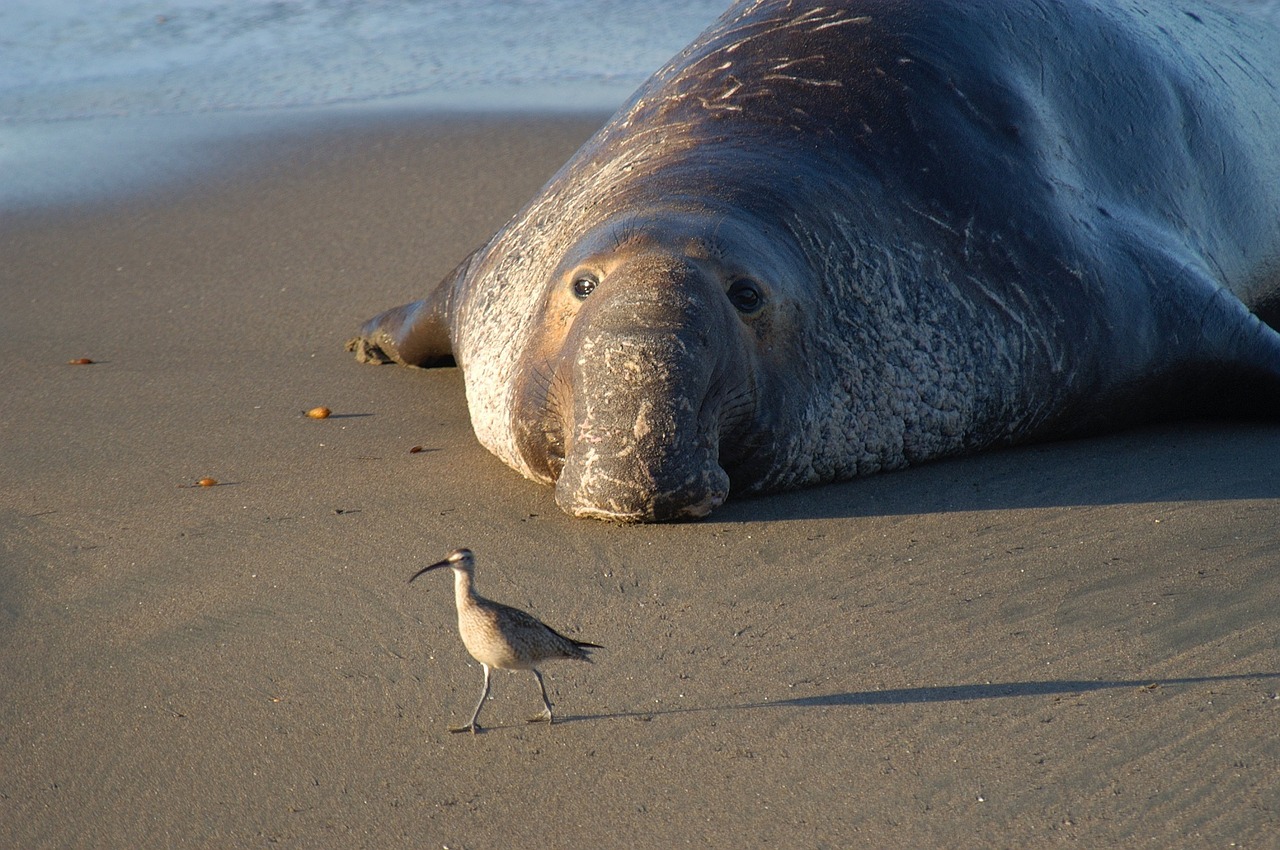 northern elephant seal bird beach free photo