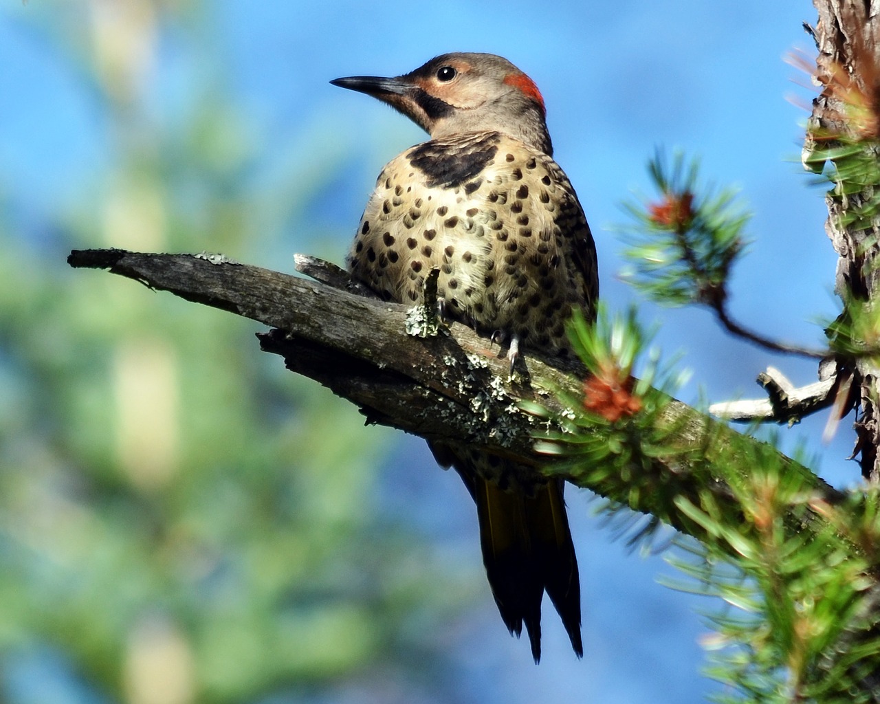 northern flicker woodpecker bird free photo