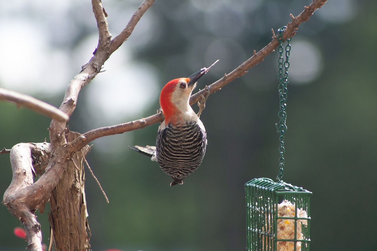 northern flicker  flicker  woodpecker free photo