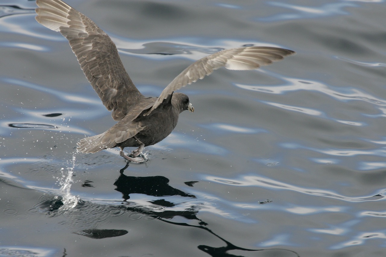 northern fulmar seabird flying free photo