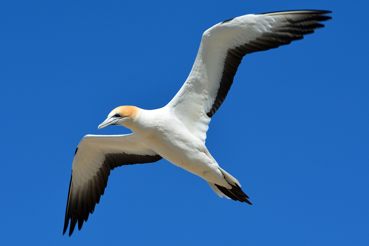northern gannet animal world bird free photo