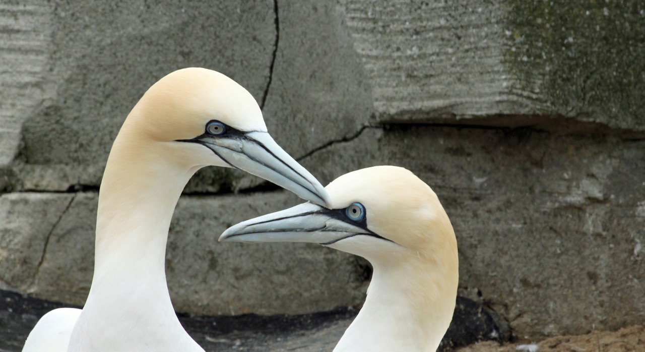 northern gannet beaks bill free photo