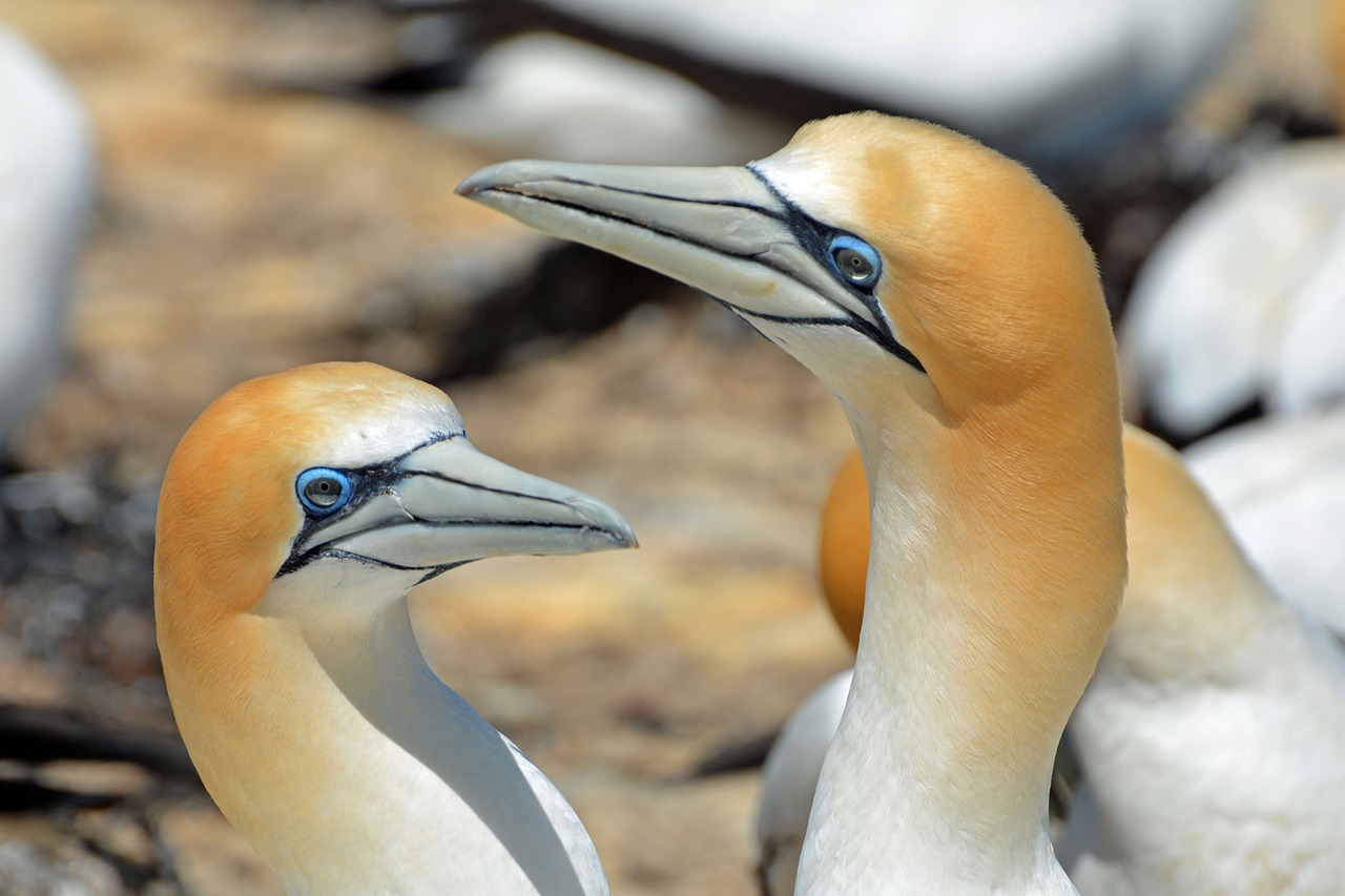 northern gannet bird animals free photo