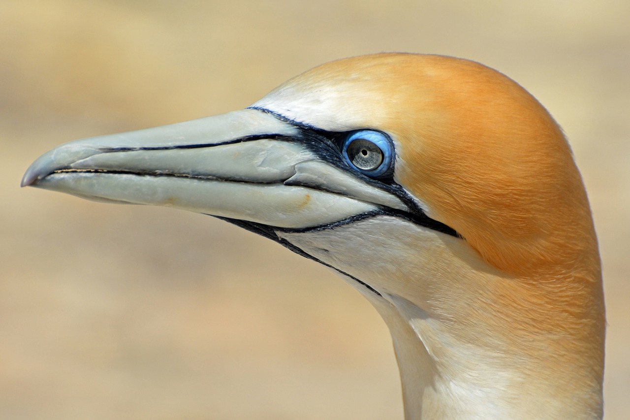 northern gannet bird animal free photo