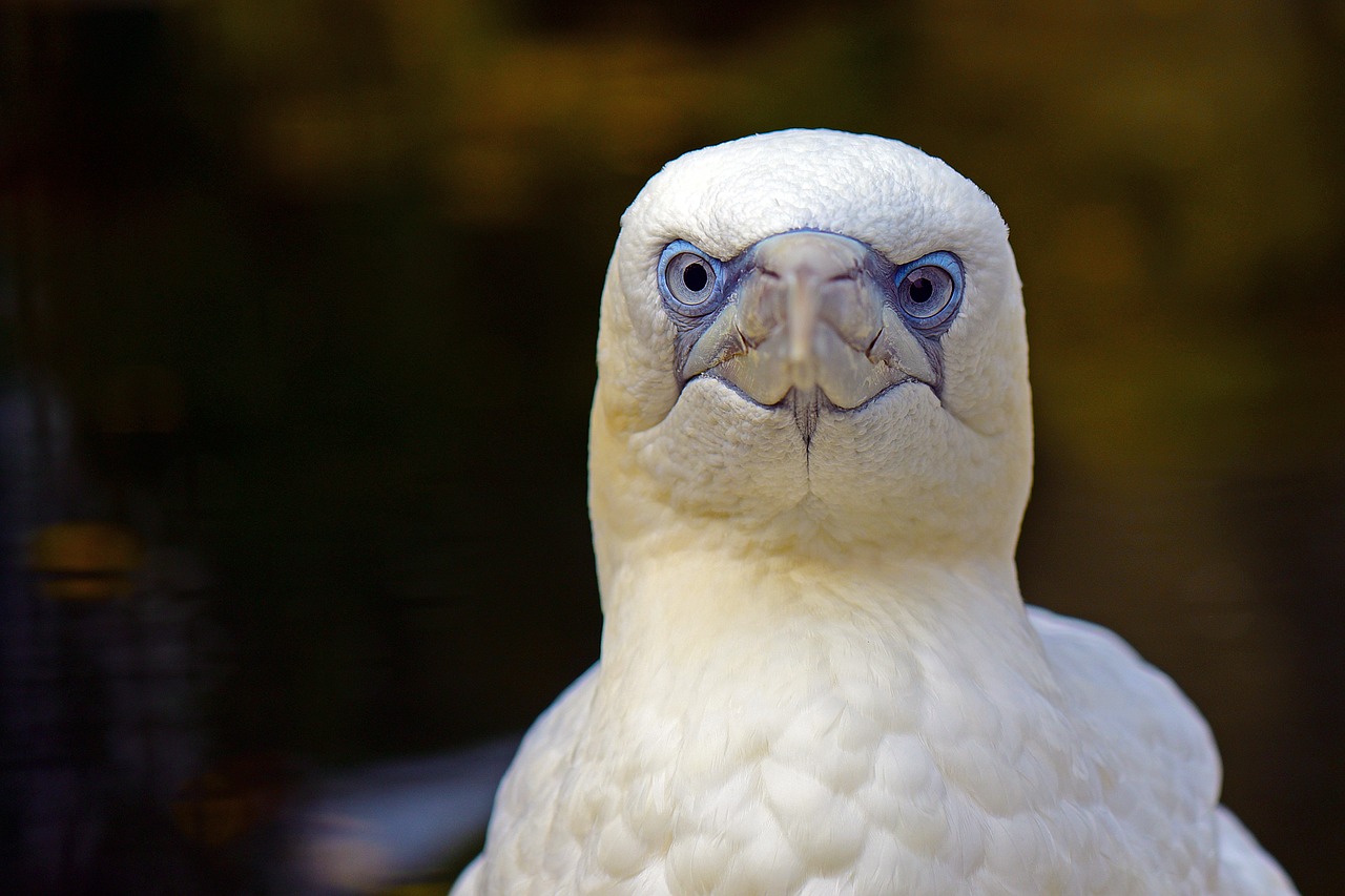 northern gannet what are you looking at north sea free photo