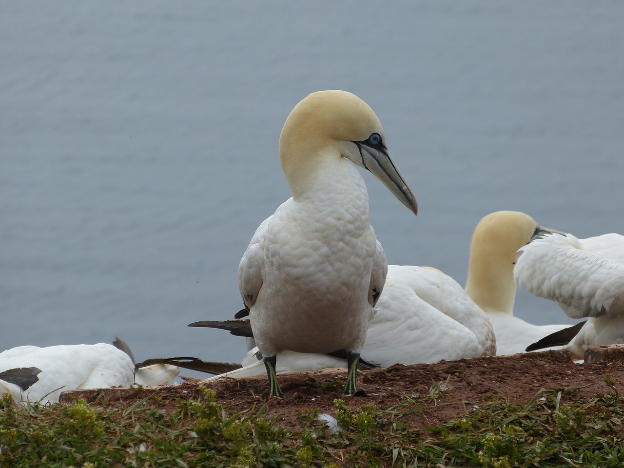 northern gannet bird nature free photo