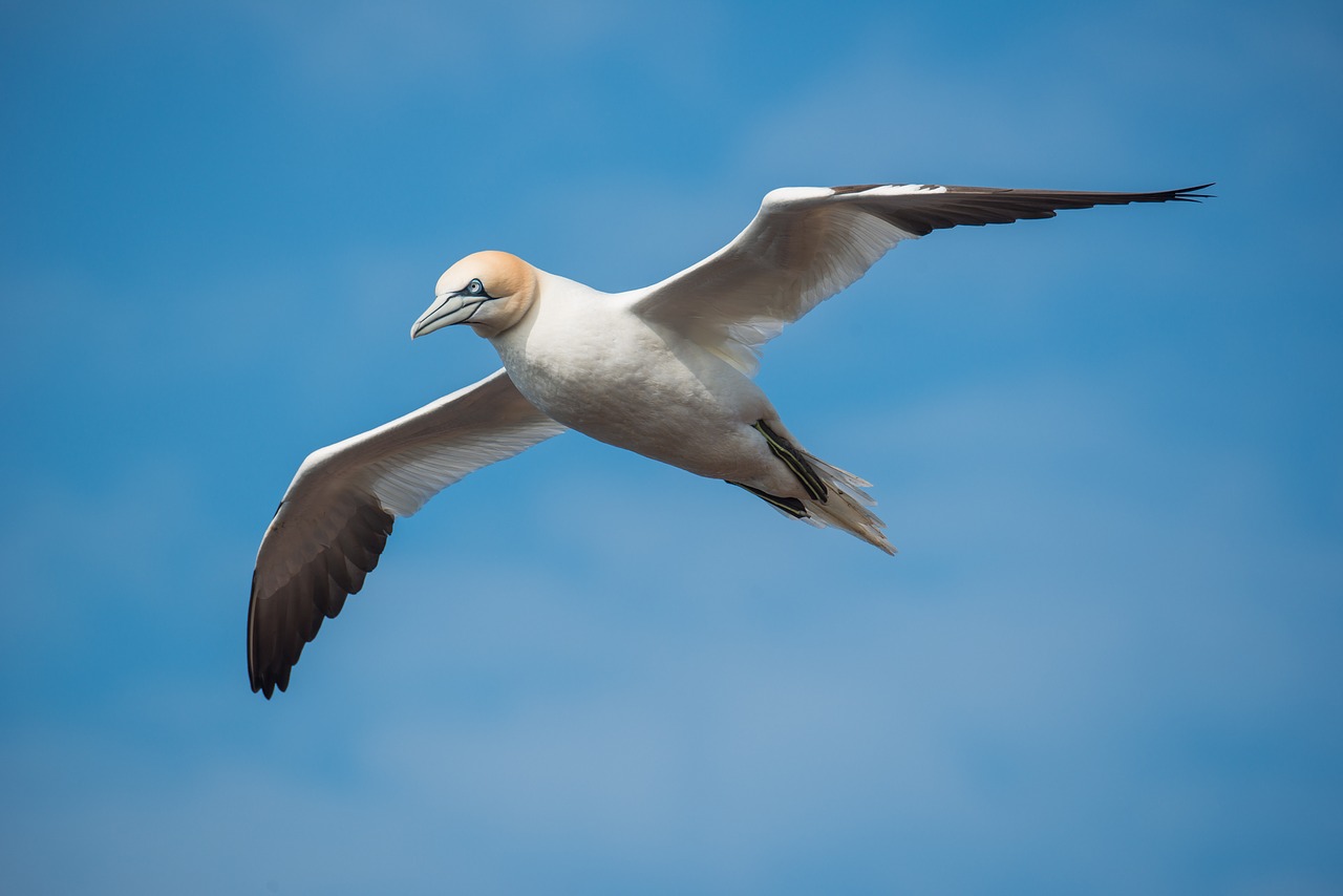 northern gannet bird flight free photo