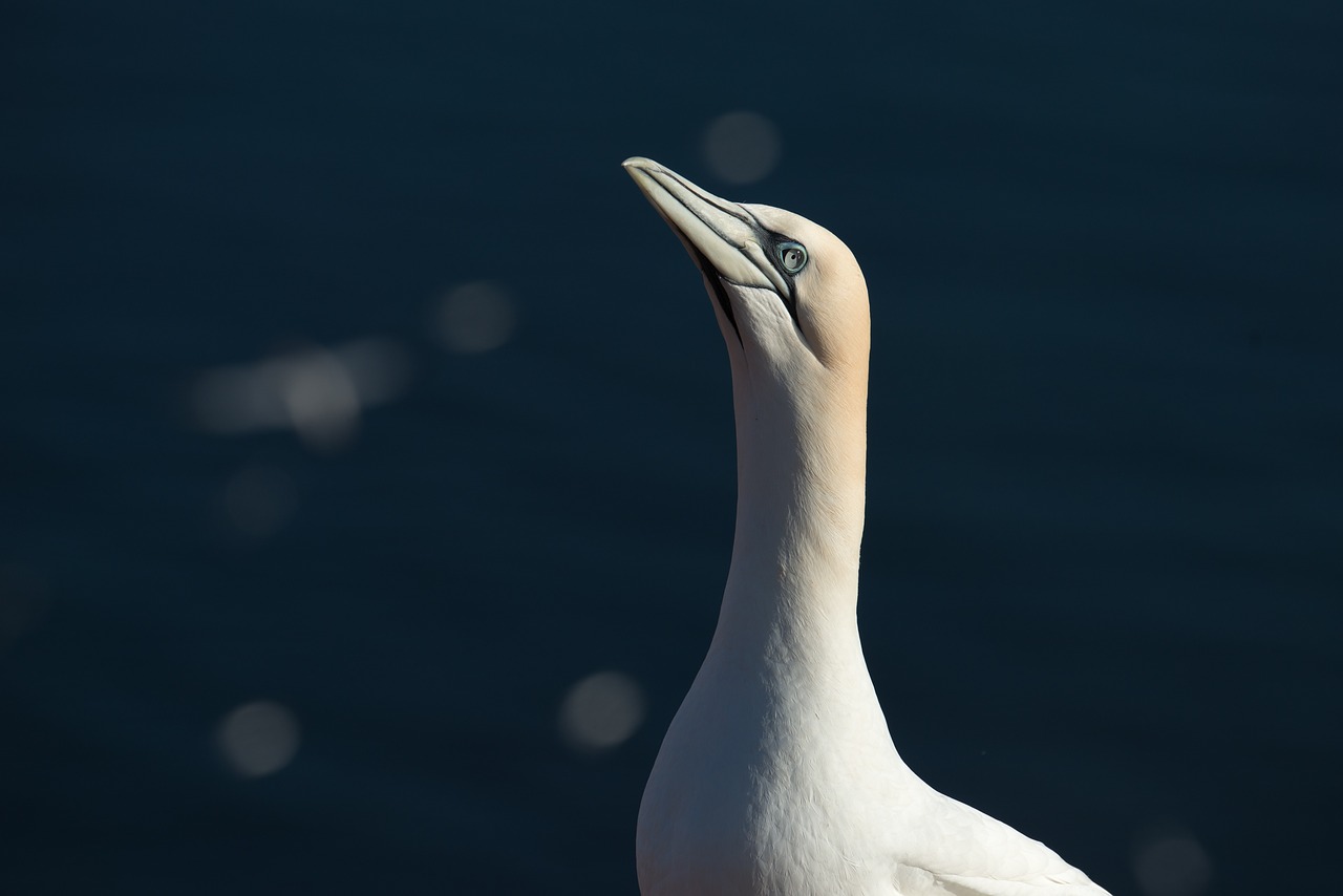 northern gannet morus bassanus helgoland free photo