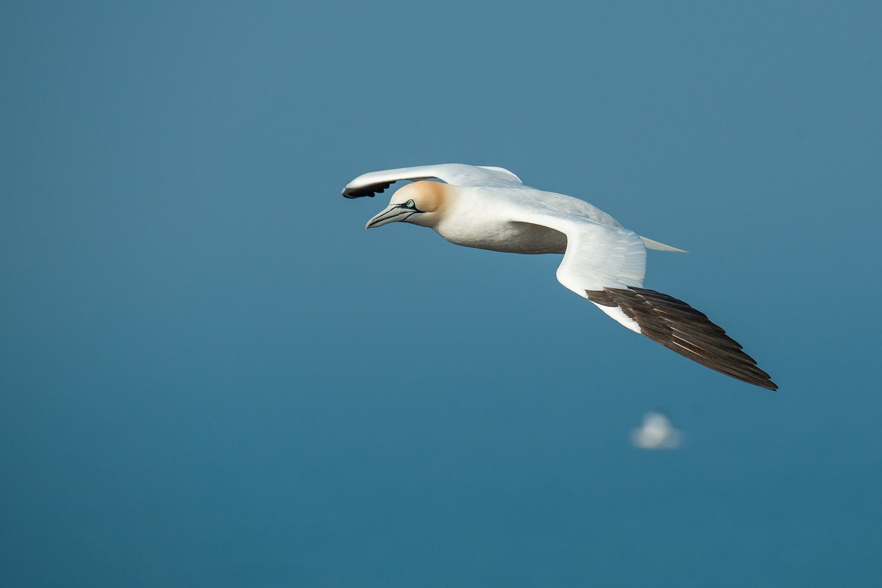 northern gannet morus bassanus helgoland free photo