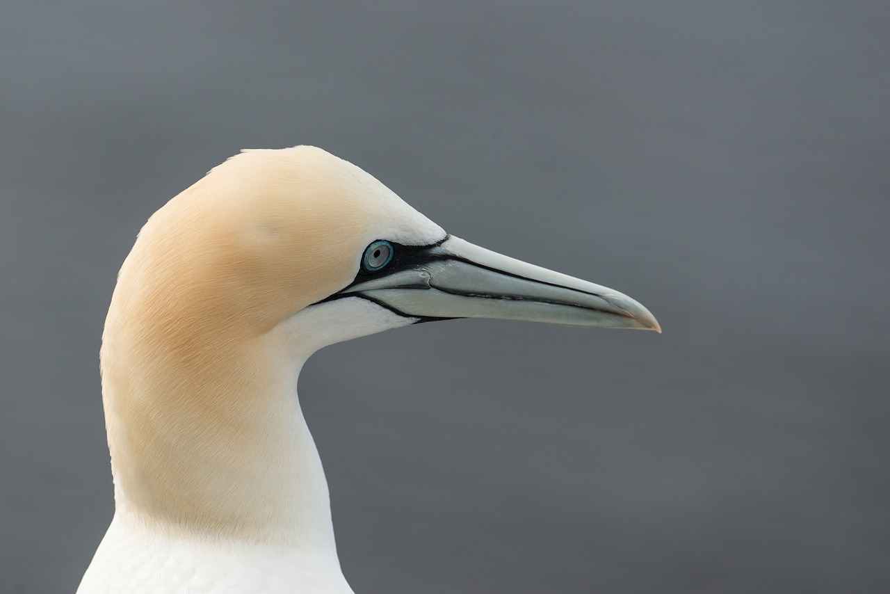 northern gannet morus bassanus helgoland free photo