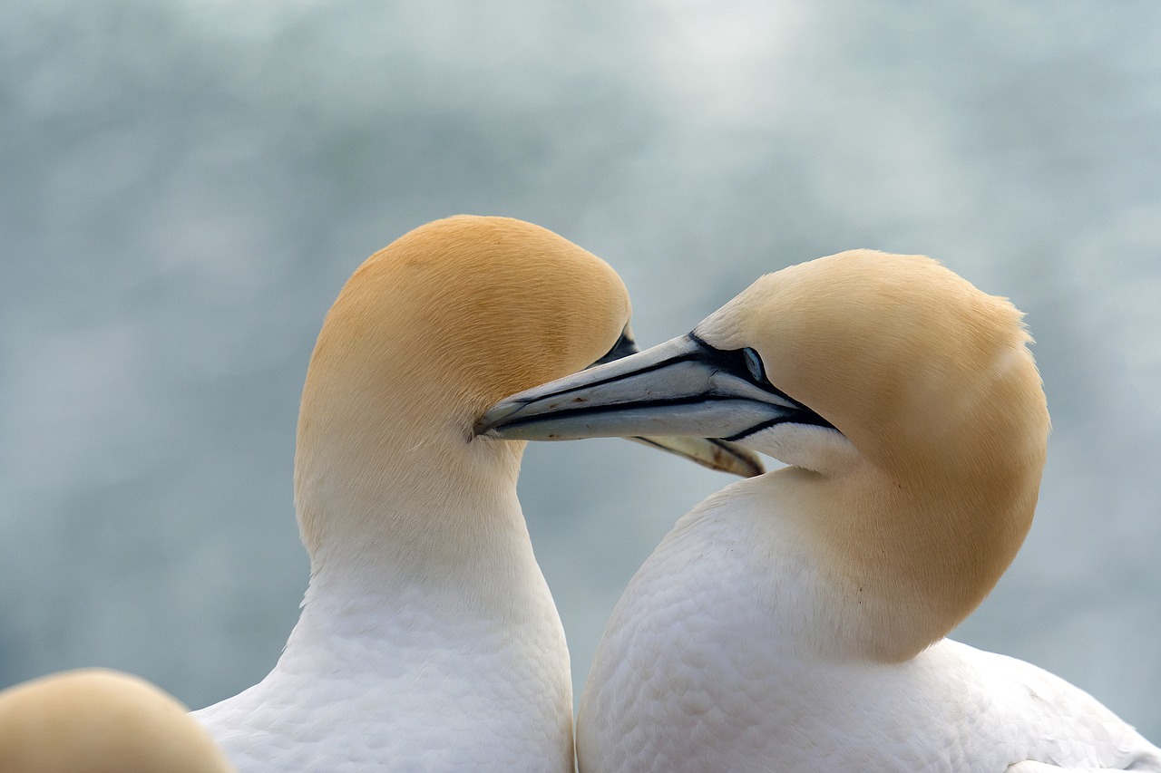 northern gannet birds animals free photo