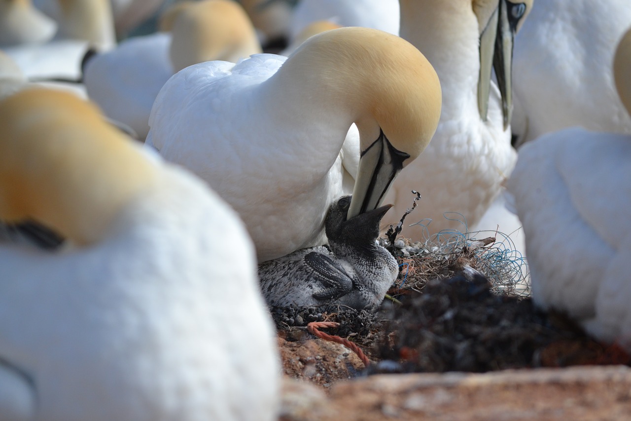 northern gannet chicks breed free photo