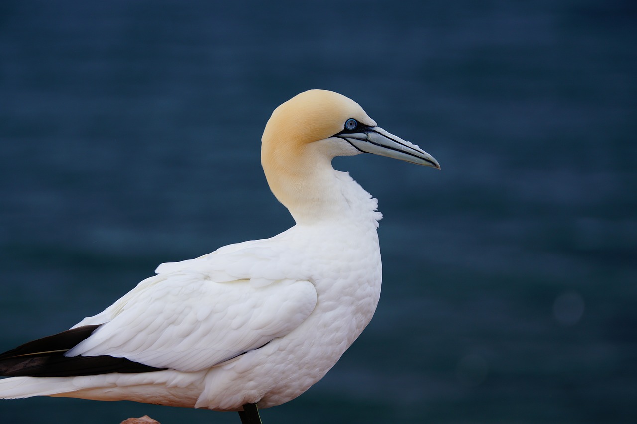 northern gannet on the island of helgoland in may free photo