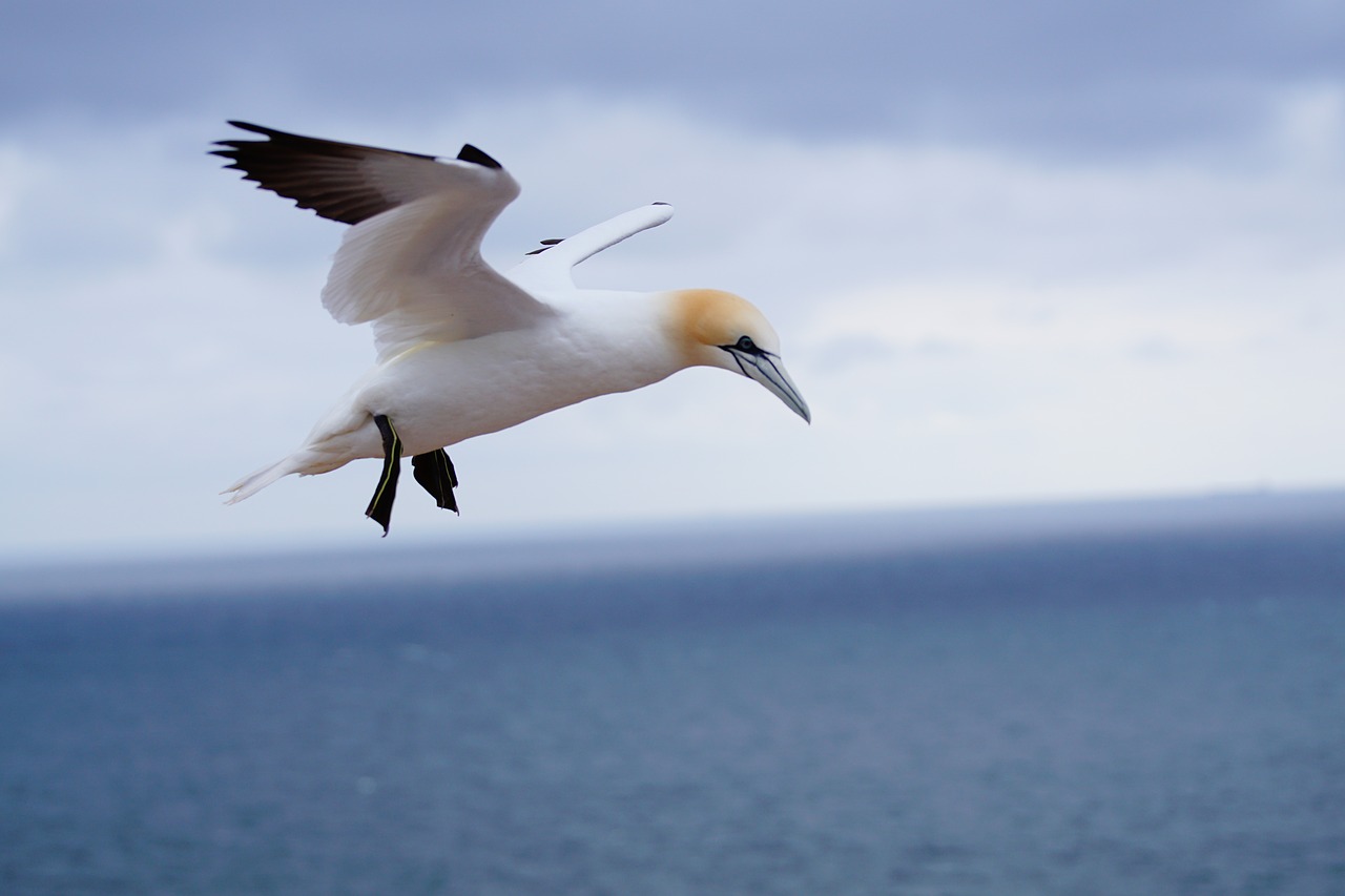 northern gannet on the island of helgoland in may free photo