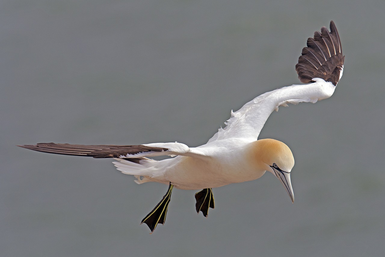 northern gannet helgoland morus bassanus free photo