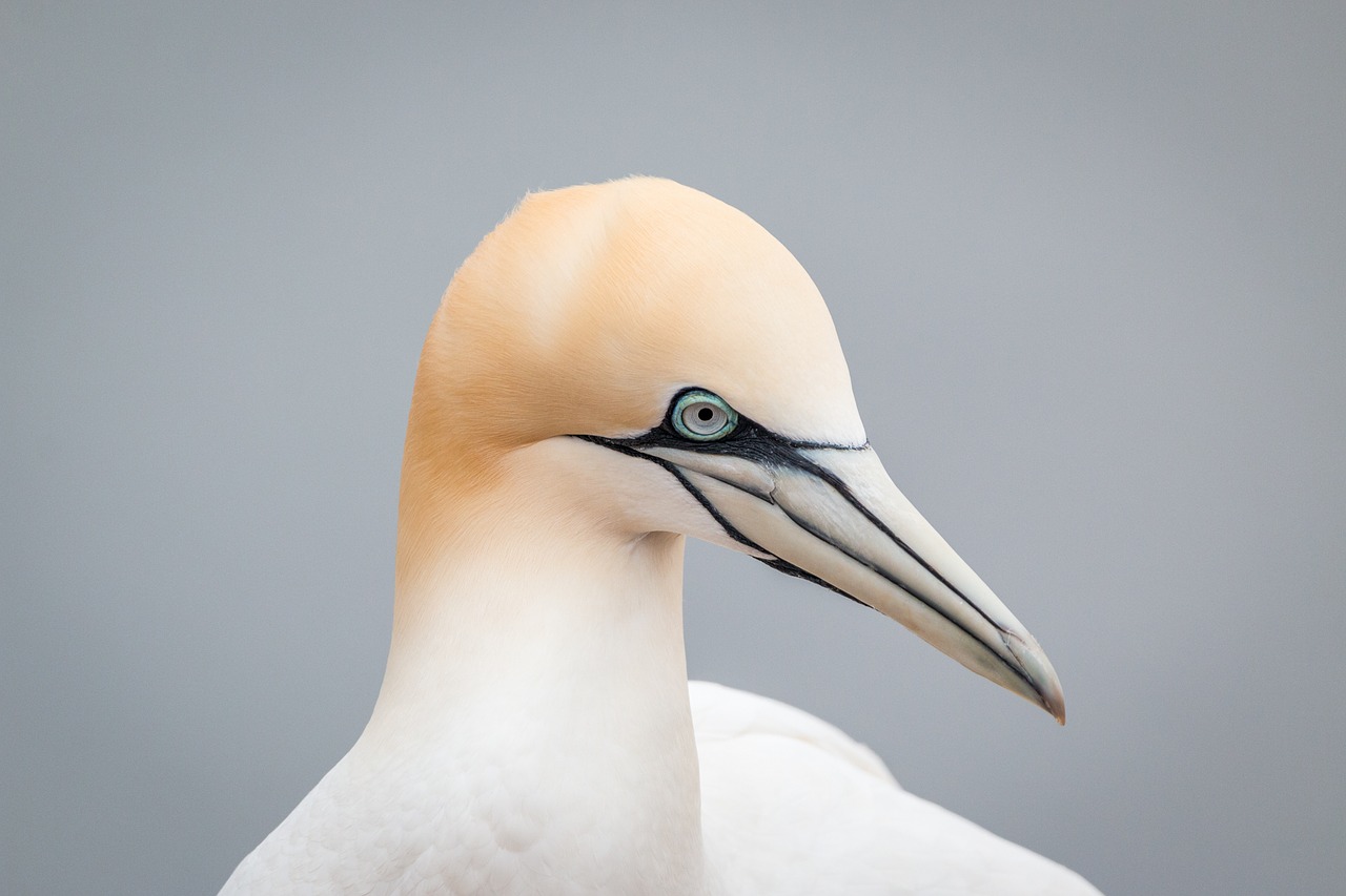 northern gannet boobies morus bassanus free photo