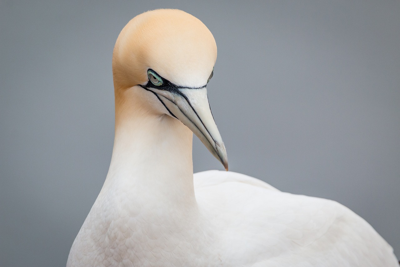 northern gannet boobies morus bassanus free photo