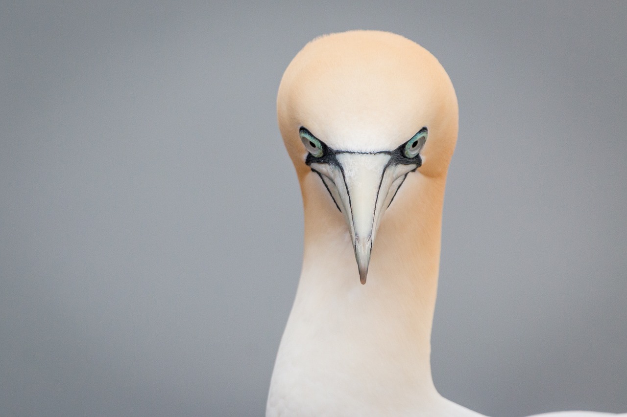 northern gannet boobies morus bassanus free photo