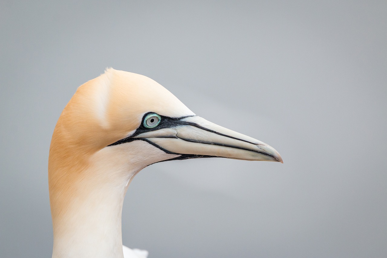 northern gannet boobies morus bassanus free photo