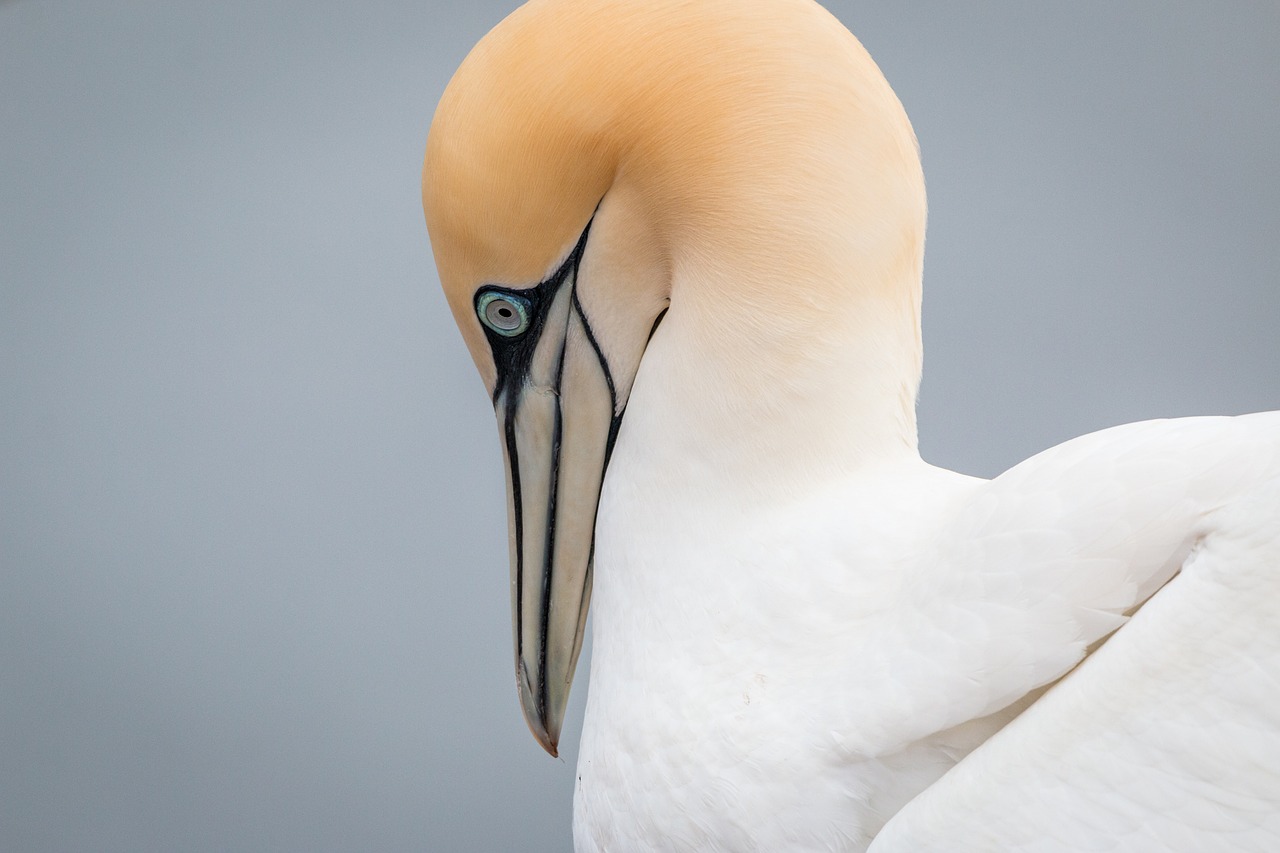 northern gannet boobies morus bassanus free photo