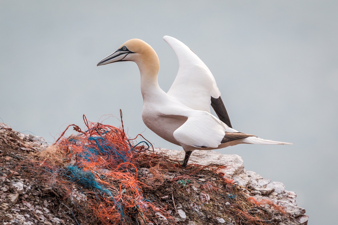 northern gannet boobies morus bassanus free photo