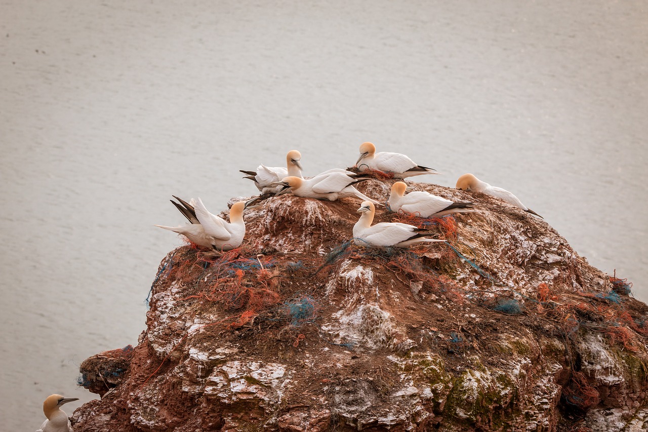 northern gannet boobies morus bassanus free photo