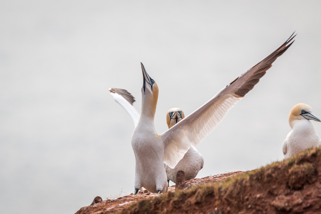 northern gannet boobies morus bassanus free photo