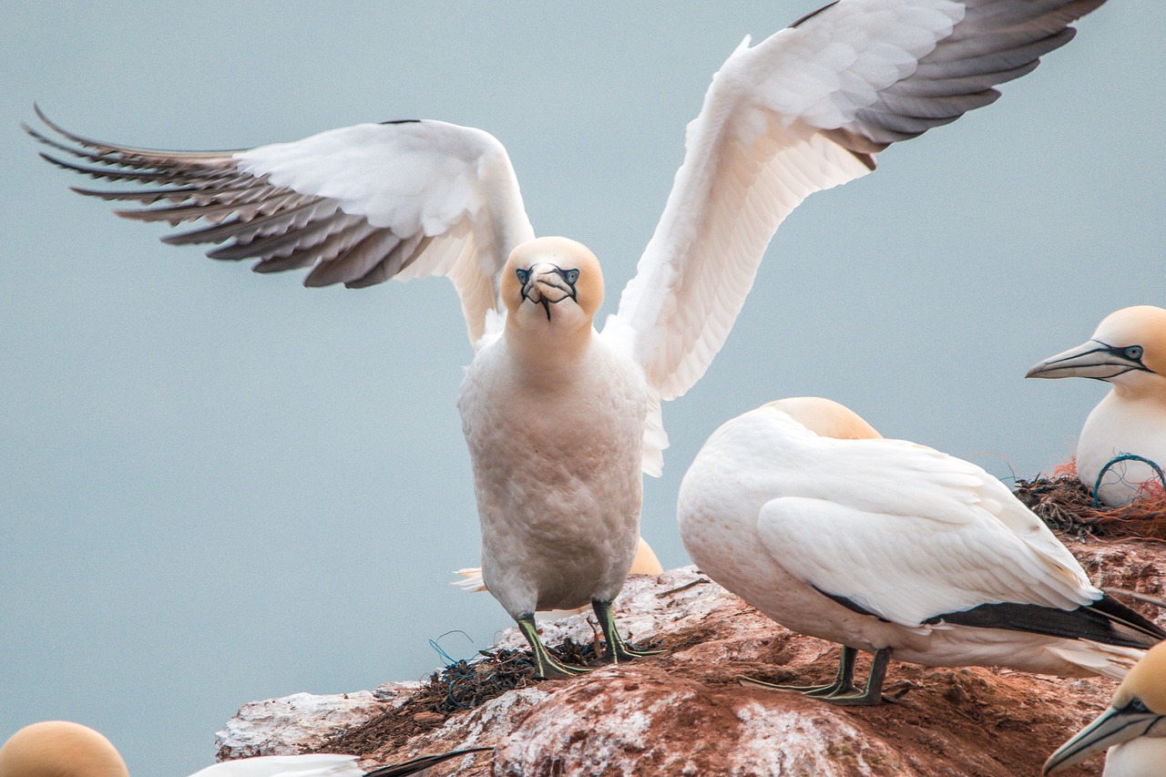 northern gannet boobies morus bassanus free photo