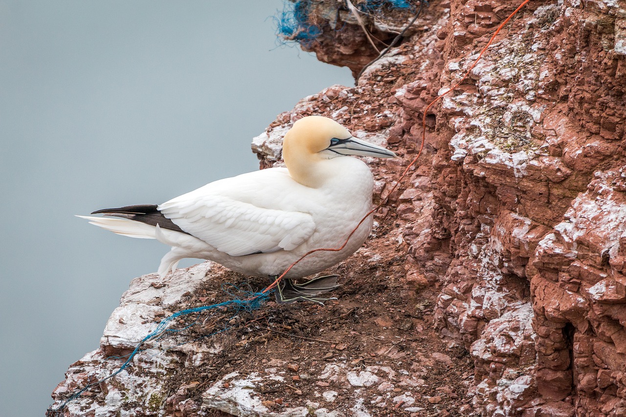 northern gannet boobies morus bassanus free photo