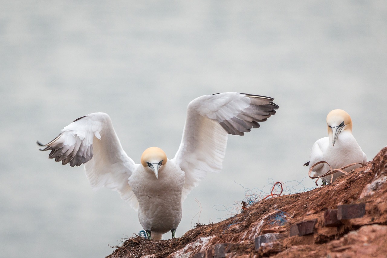 northern gannet boobies morus bassanus free photo