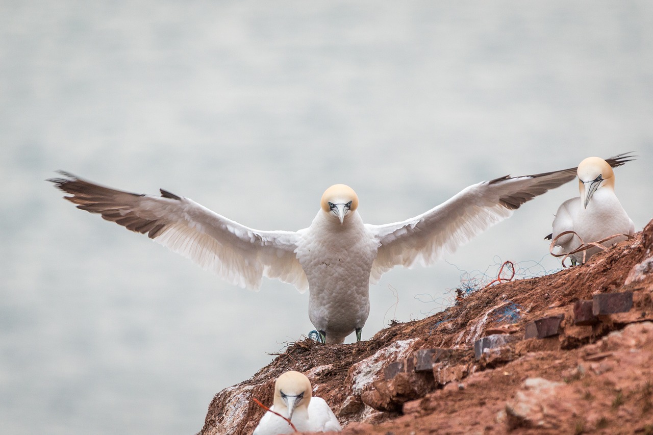 northern gannet boobies morus bassanus free photo