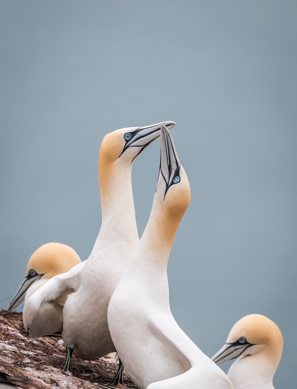 northern gannet boobies morus bassanus free photo