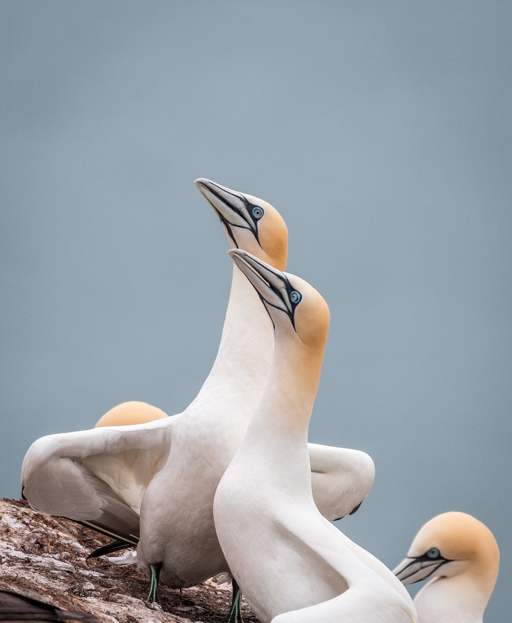 northern gannet boobies morus bassanus free photo