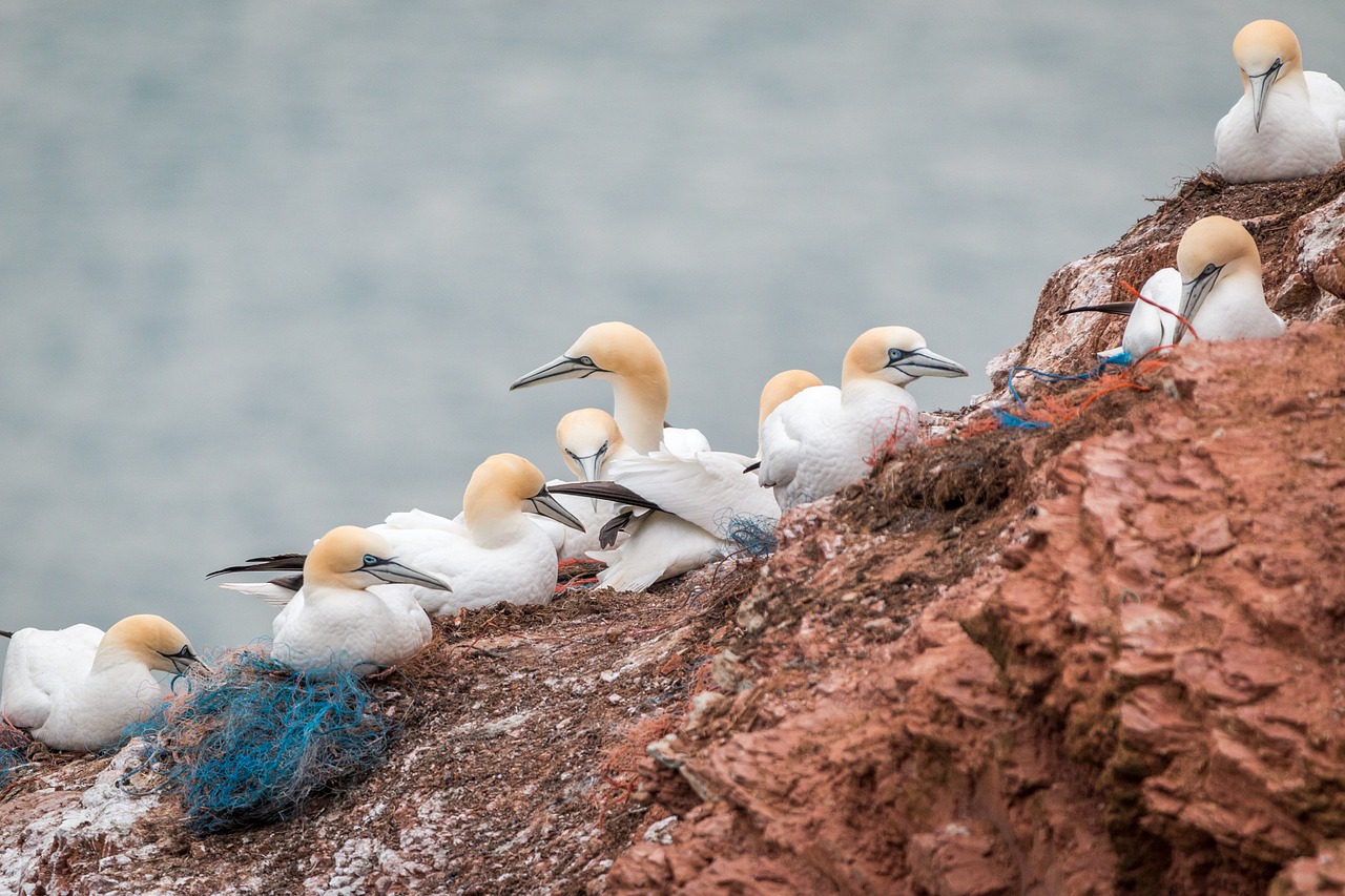 northern gannet boobies morus bassanus free photo