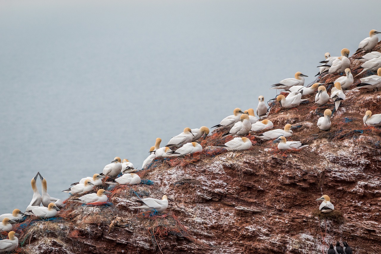 northern gannet boobies morus bassanus free photo