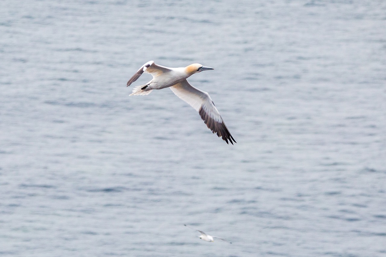 northern gannet boobies morus bassanus free photo