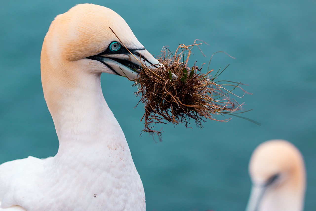 northern gannet boobies morus bassanus free photo