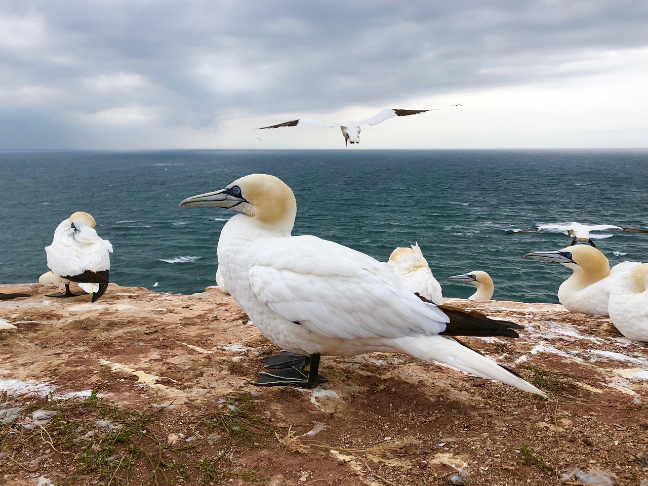 northern gannet  bird  animal free photo