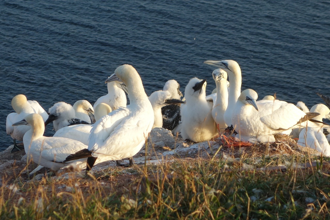 northern gannet birds swarm free photo