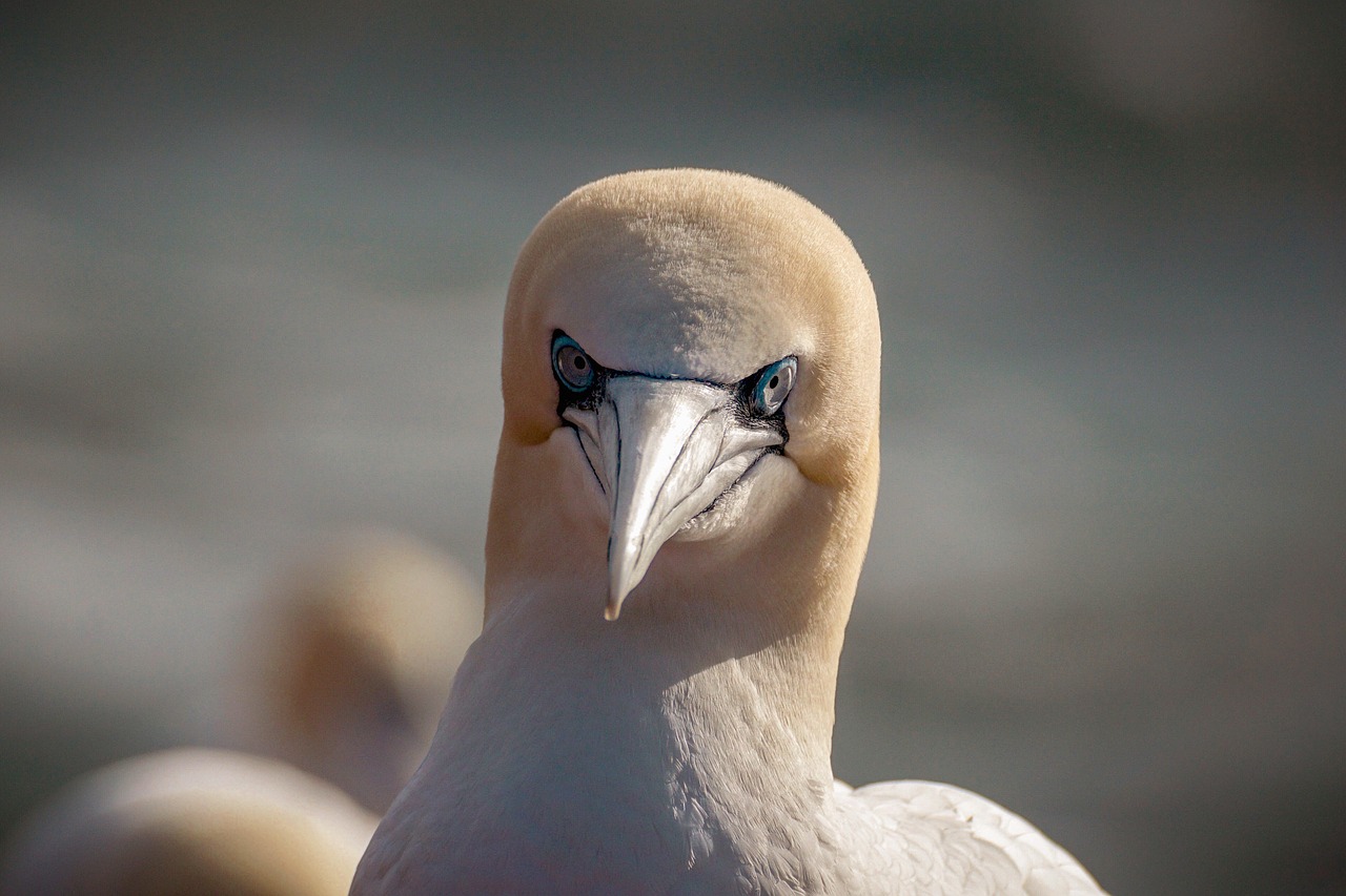 northern gannet  sea bird  north sea free photo