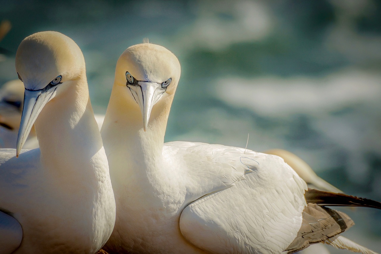 northern gannet  sea bird  north sea free photo