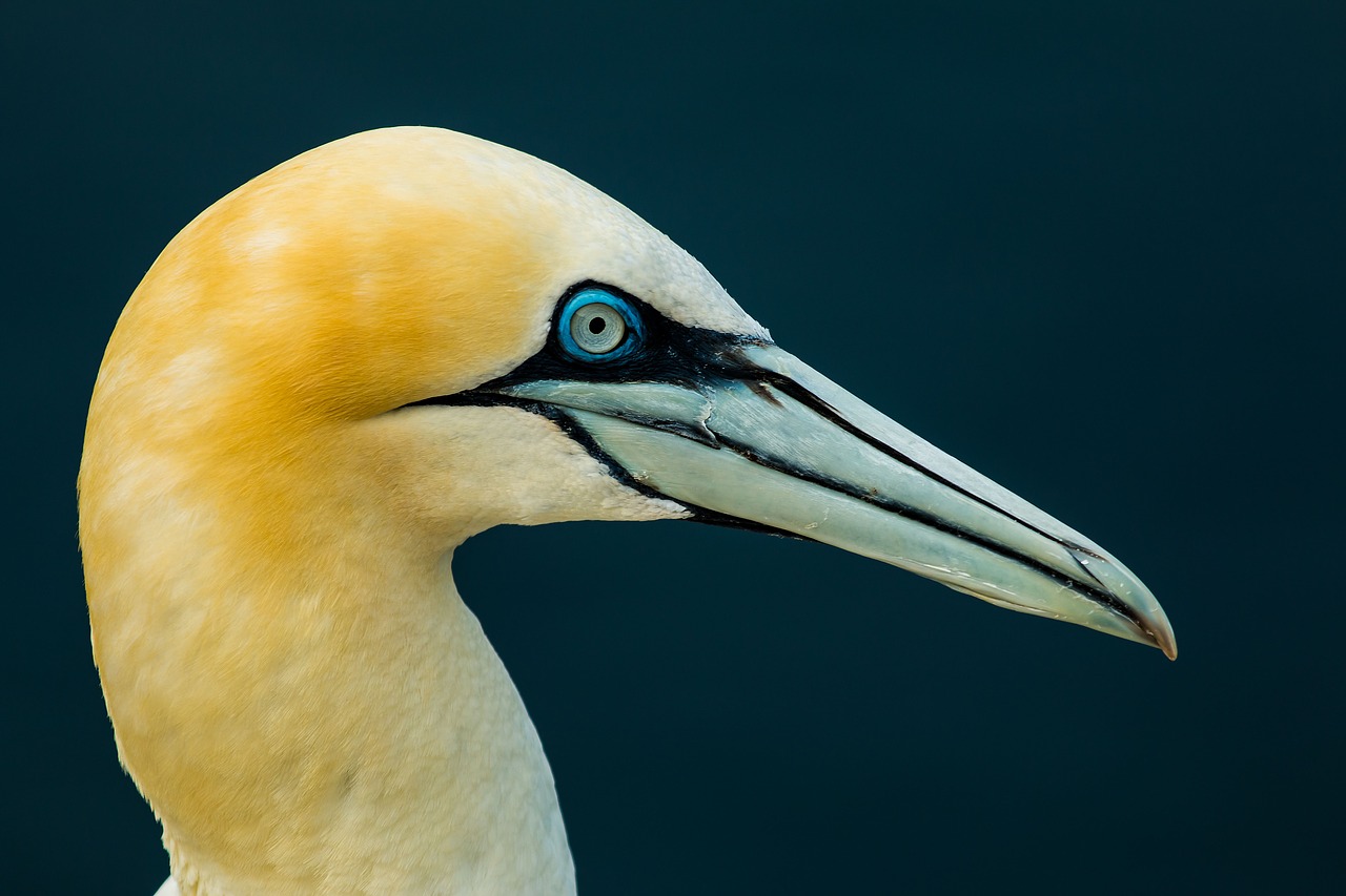 northern gannet  scotland  bird free photo