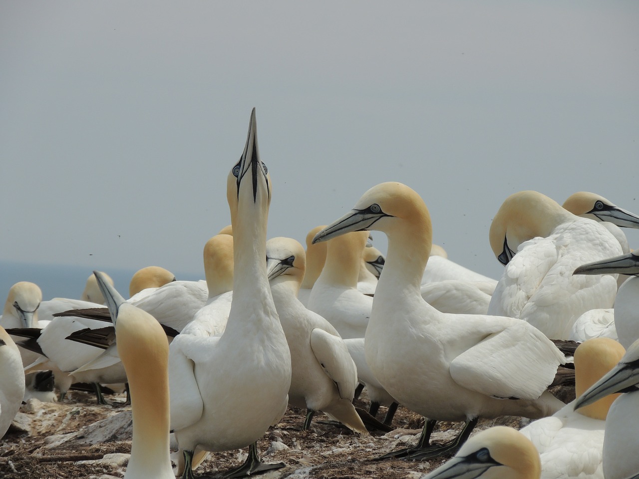 northern gannet birds bonaventure island free photo