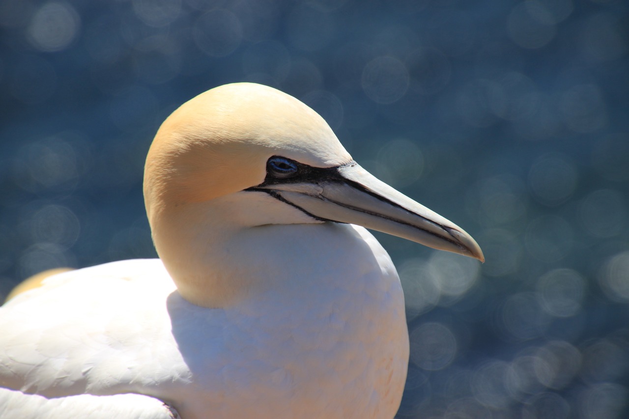 northern gannet seevogel bird free photo