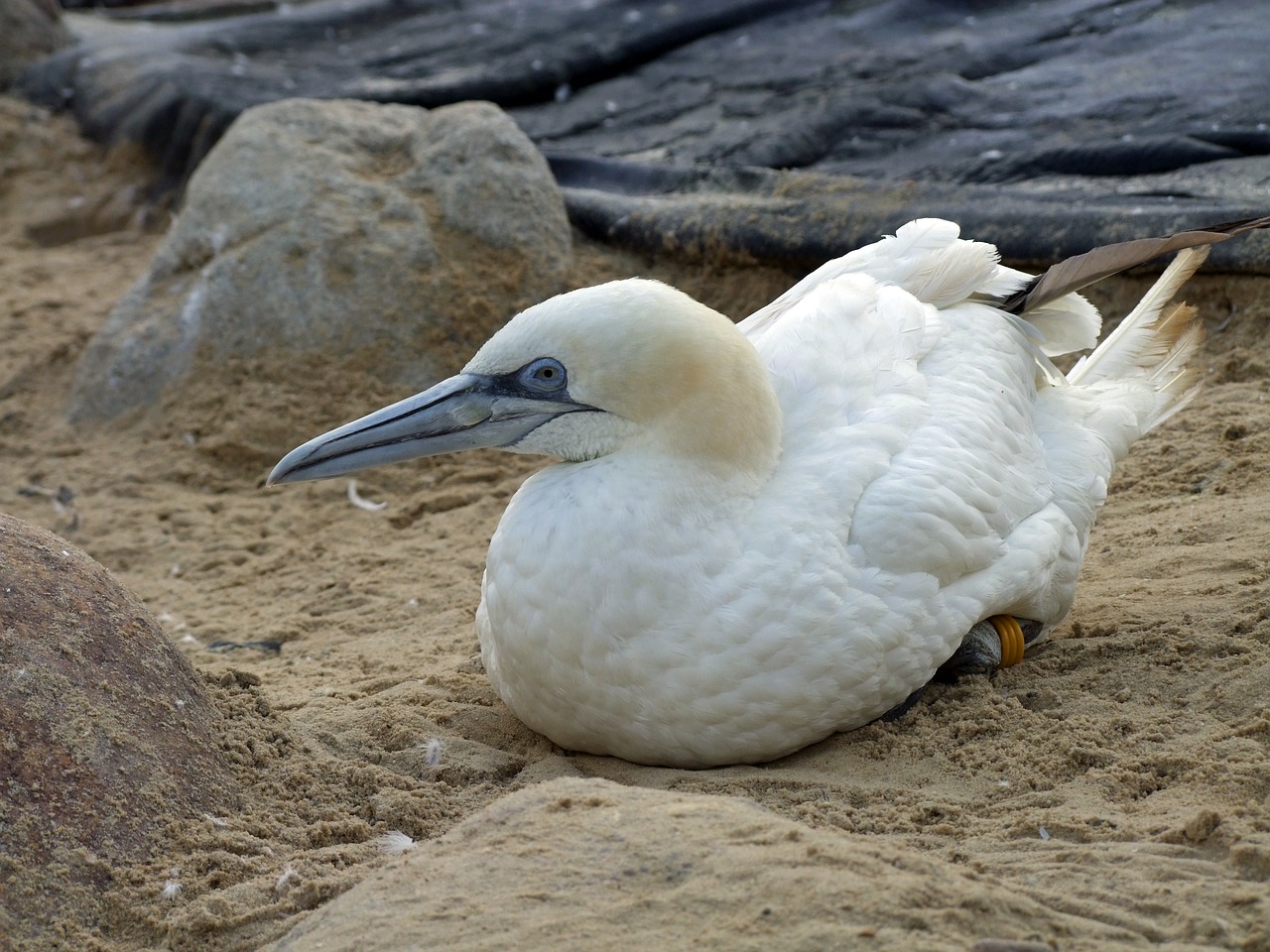 northern gannet morus bassana sea bird bird free photo