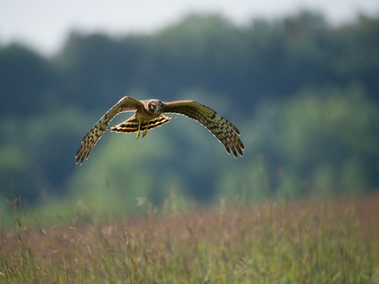 northern harrier bird flying free photo